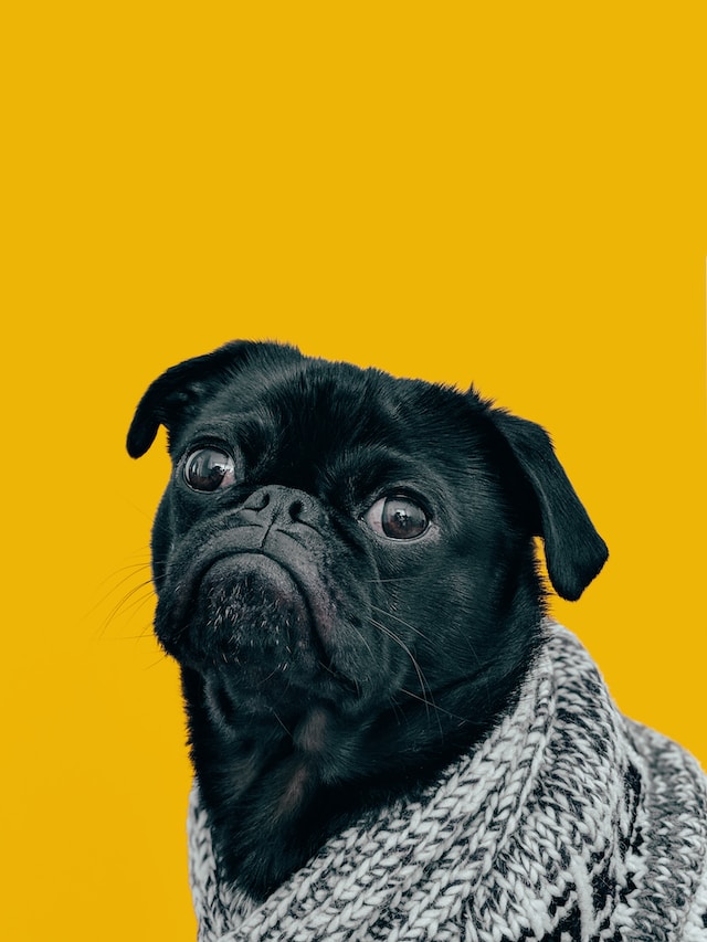 charles dog with big eyes and white shirt on his black body with a yellow background