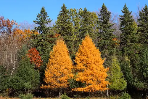 Two orange trees with some forest tree near them and blue sky