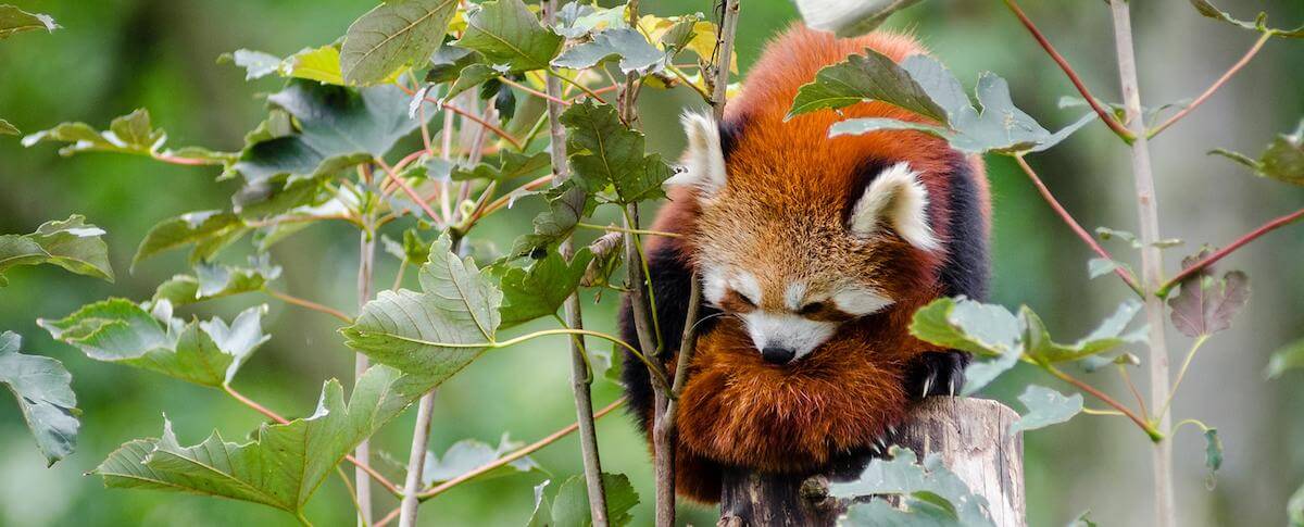 Very adorable red panda in a tree