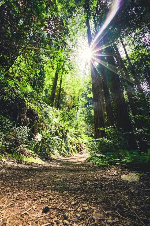 forest with shiny sun and trees left and right of the path